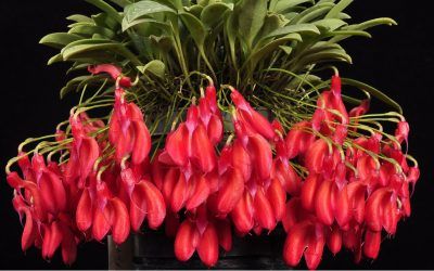 Curso experto en Masdevallias