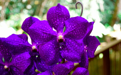 Curso experto en Vandas