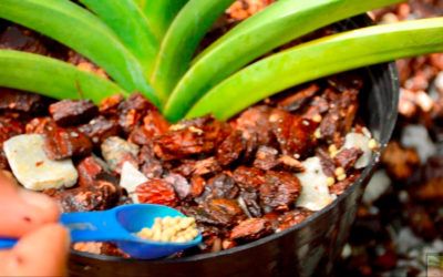 Curso de fertilización de orquídeas