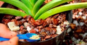 Curso de fertilización de orquídeas