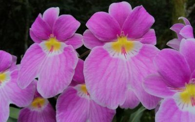 Curso experto en Miltoniopsis