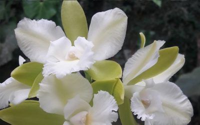 Curso experto en Cattleyas