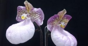 CURSO EXPERTO EN PAPHIOPEDILUM