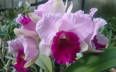 Orquídeas de clima caliente