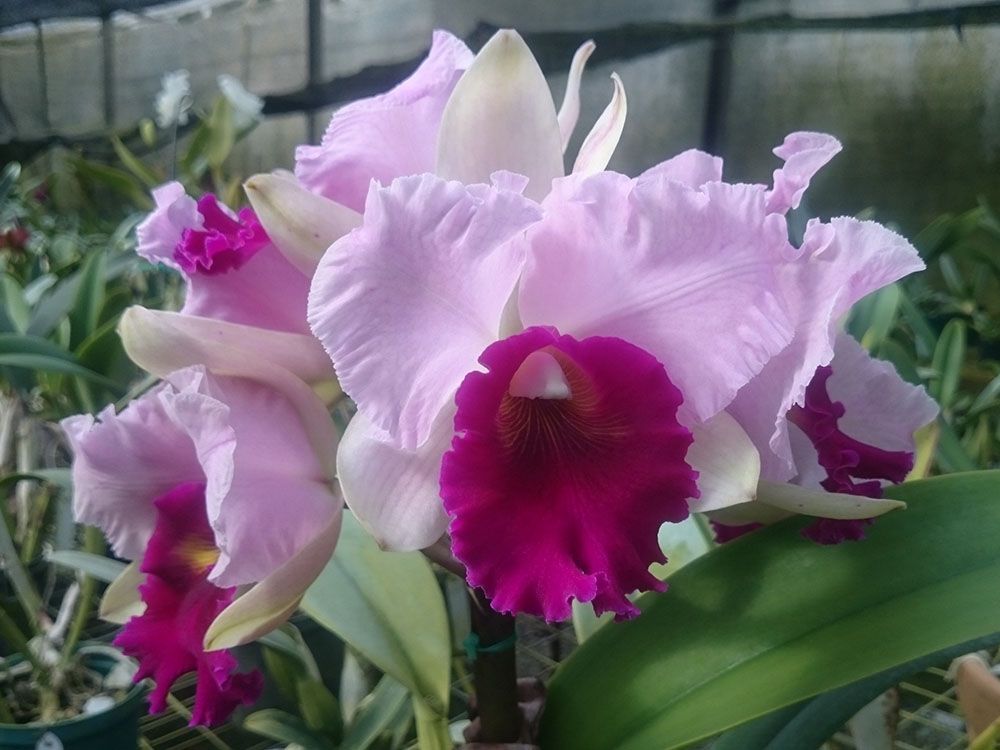 Orquídeas de clima caliente course image