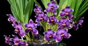 CURSO EXPERTO EN PESCATORIAS