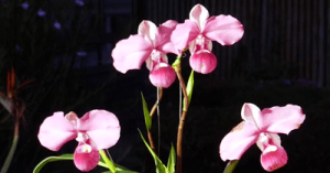 CURSO EXPERTO EN PHRAGMIPEDIUM