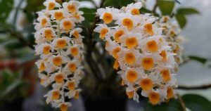 CURSO EXPERTO EN DENDROBIUM DENSIFLORA
