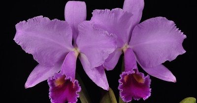 Cattleya trianae