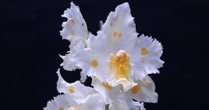CURSO EXPERTO EN ODONTOGLOSSUM