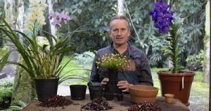 Resiembra de orquídeas – Conferencia