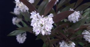 Conferencia Epidendrum