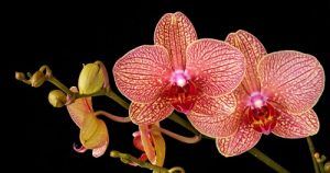 Cultivo de Phalaenopsis