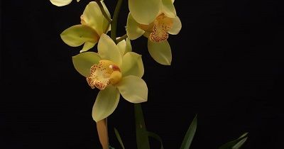 Cymbidium