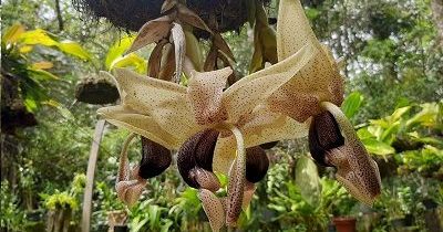 Stanhopea 1