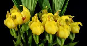 Cultivo de Anguloas - conferencia