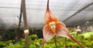 Cultivo de Dracula - Conferencia