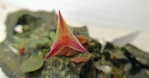 Cultivo de Lepanthes - Conferencia