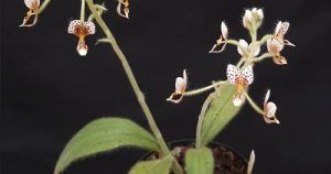 Ponthieva - conferencia