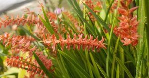 Dendrochilum - conferencia