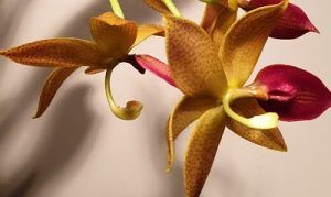 Cultivo de Catasetum - Conferencia