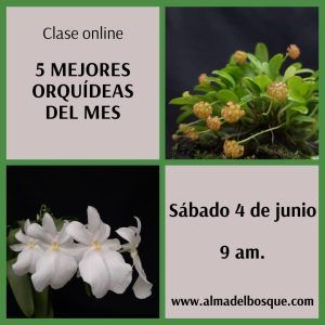 5 Mejores orquídeas del mes