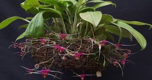 Cultivo de Scaphosepalum - Conferencia