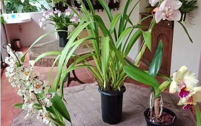 Tutores y empaques para orquídeas