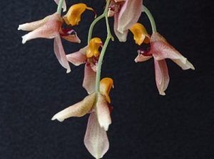 Cultivo de Gongoras - Conferencia