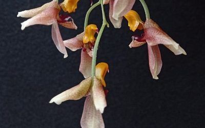 Cultivo de Gongoras – Conferencia