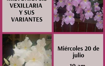 Miltoniopsis vexillaria – Conferencia