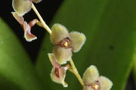 Stelis