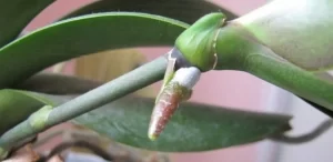 Keikis en orquídeas