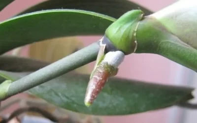 Keikis en orquídeas