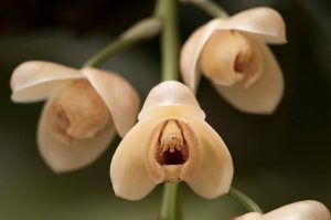 Cultivo de orquídeas Acinetas