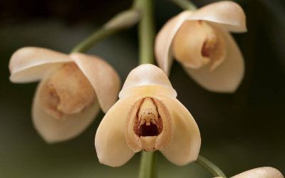Cultivo de orquídeas Acinetas