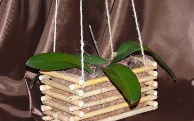 Orquídeas en canasta