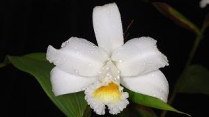 Orquídeas resistentes al sol