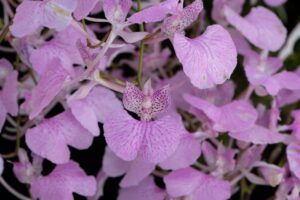 Cultivo de Comparettia