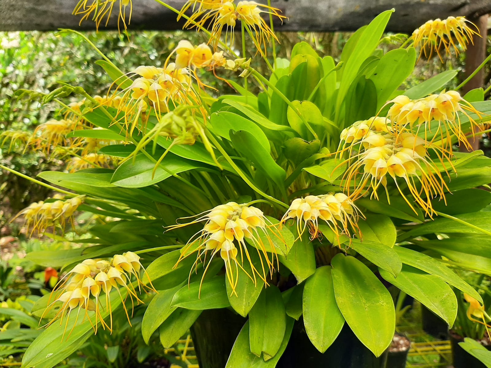 Masdevallia multiflora