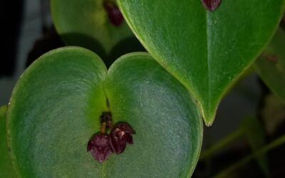 Cultivo de orquideas Acronia