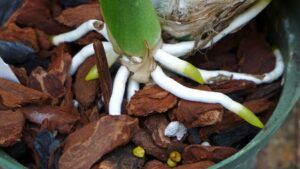 Métodos caseros de enraizamiento en orquídeas