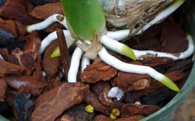 Métodos caseros de enraizamiento en orquídeas
