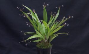 Cultivo de Pleurothallis