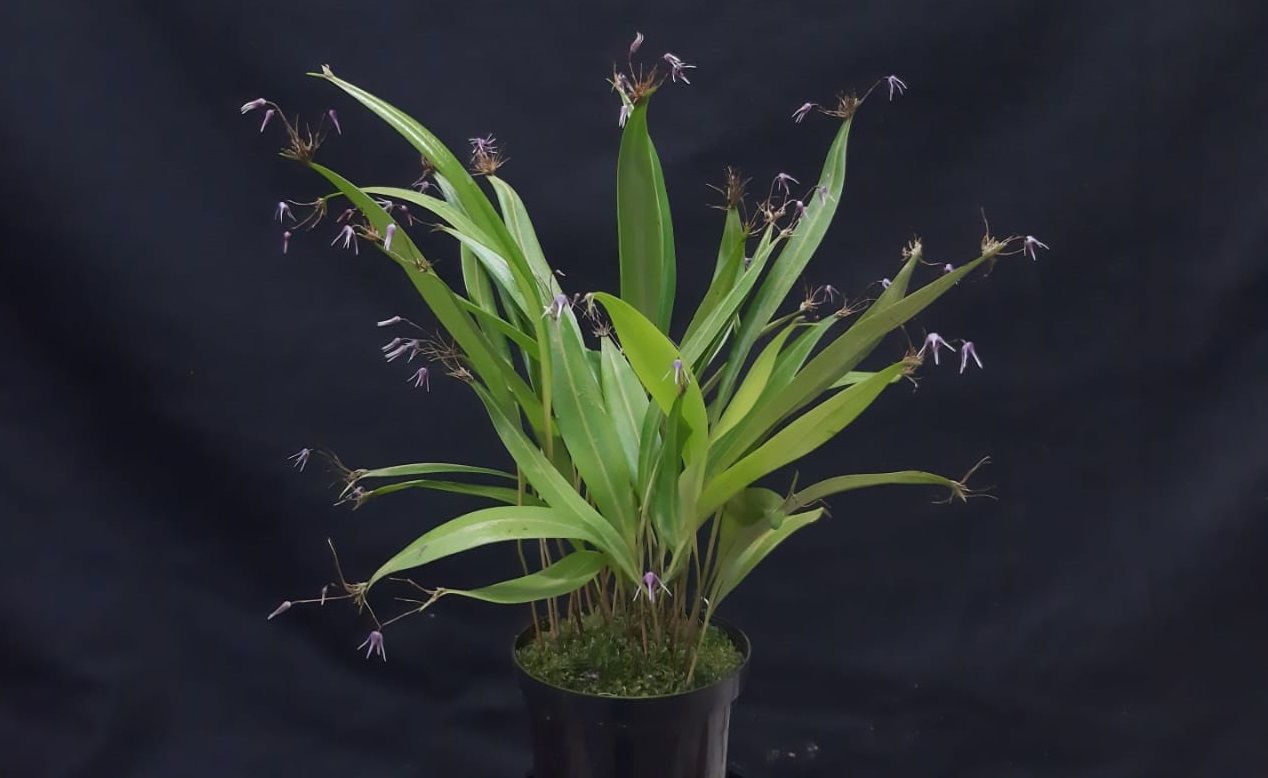 Pleurothallis