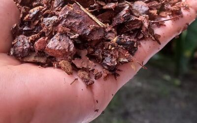 PH en sustratos y agua para orquídeas