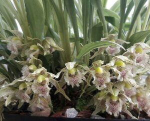 Cultivo de Kefersteinia