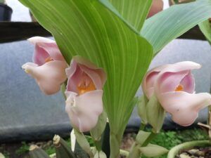 Orquídeas de clima medio