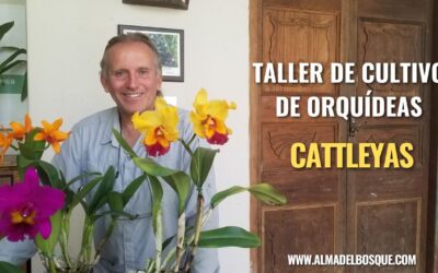 Taller en vivo de cultivo de orquídeas Cattleya