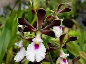Cultivo de orquideas Encyclia